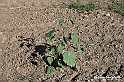 VBS_5300 - La solita strada... il grano da crescere, i campi da arare...